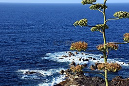 龍舌蘭,龍舌蘭花,海洋