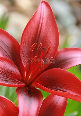百合,虎,开花