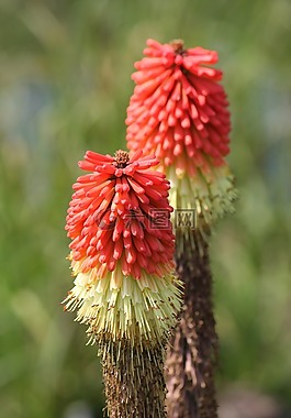花,鲜花,红热扑克
