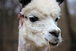 羊駝,動物,羊毛