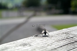 飞,木,木梁