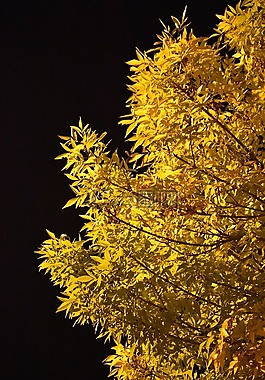 秋季,葉子,夜
