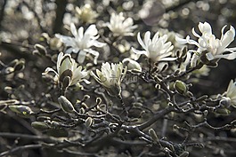 玉蘭,樹,盛開