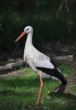 鸛,動(dòng)物肖像,鳥(niǎo)
