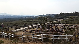 濟(jì)州島,茶,公園