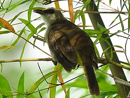 鳥,坐,枝杈