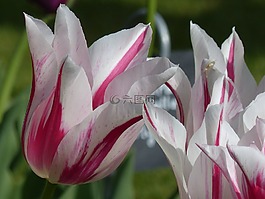 郁金香,花,春天