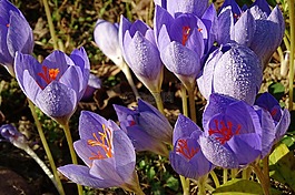 性質(zhì),花,廠