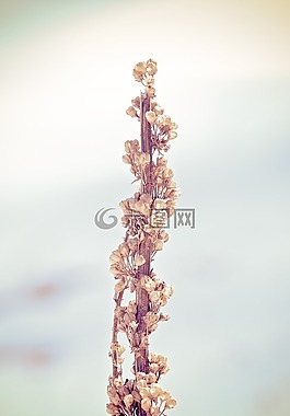 廠,種子,性質(zhì)