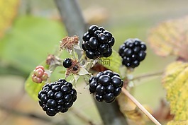 黑莓,漿果,莓果