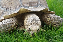 動物園,動物,自然