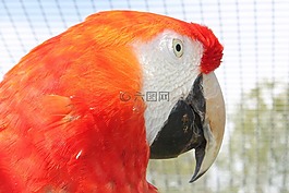 ara,鸚鵡,鳥