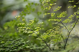 小,葉子,植物