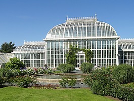 芬蘭,植物,花園