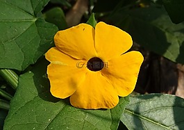 花,橙色,thunbergia 升韻