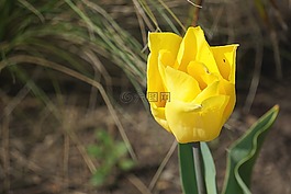 郁金香,花,春天