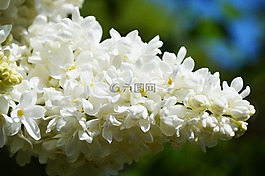 花卉,白花,器官