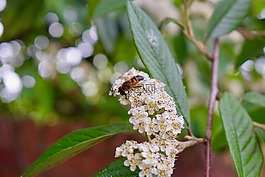 黄蜂,昆虫,花粉