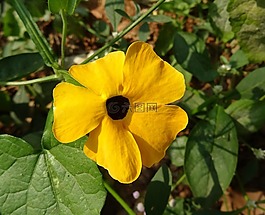 花,橙色,thunbergia 升韻