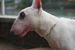 狗,寵物,斗牛犬
