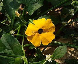 花,橙色,thunbergia 升韻