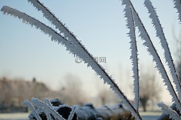 葉片草,冰鎮(zhèn),冬天