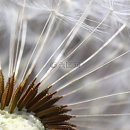 蒲公英,性质,尼姑
