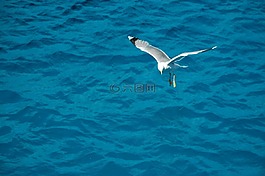 海鷗,鳥,海