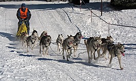 狗,比赛,musher