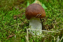 牛肝菌,高贵,森林凋落物