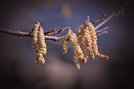 常见的淡褐色,榛,科