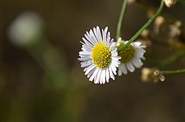 花卉,白,特写