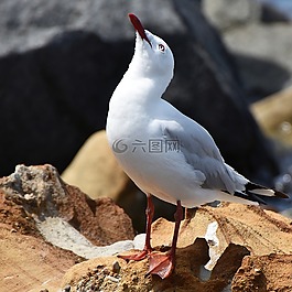 海鷗,巖,海