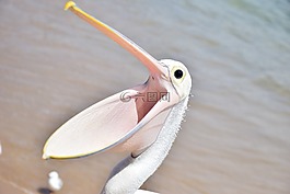 鵜,鳥,海