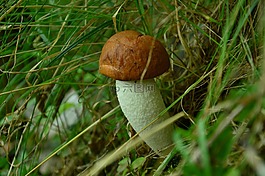 蘑菇,遠東 scabrum,紅色
