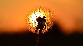 東,太陽,蒲公英