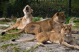 獅子,動物園,貓