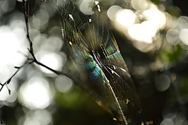 蜘蛛網(wǎng),光線,太陽