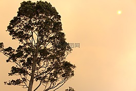樹(shù),橙色,天空