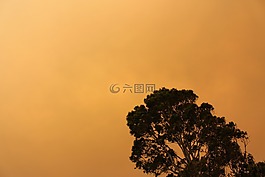 樹(shù),橙色,天空