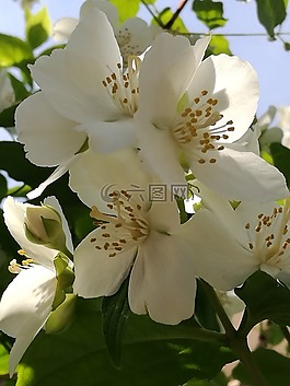 茉莉花,鲜花,性质