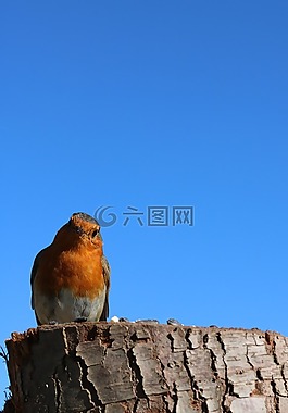知更鳥(niǎo),藍(lán)色的天空,天空