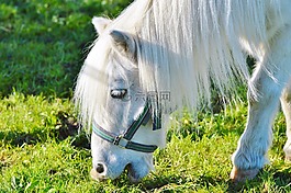 馬,小馬,海馬