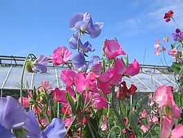 山谷,甜豌豆,鲜花