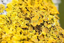 青苔,黃色,硫黃色