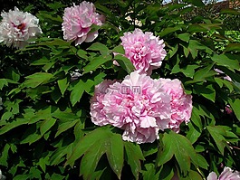 牡丹,peónia,花卉