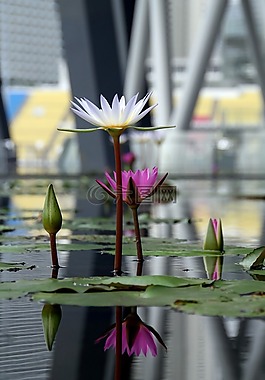 蓮花,水,百合