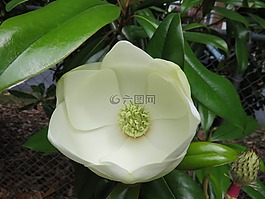 花,叶,花园