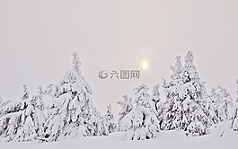 冬季森林,雪,冷杉