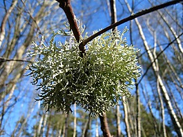 春天,樹(shù),天空藍(lán)